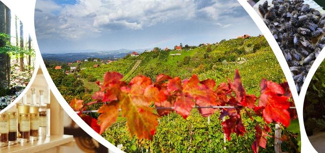 7. javni razpis za izbor operacij za uresničevanje ciljev na območju LAS Dolenjska in Bela krajina